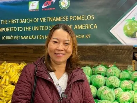 Bưởi da xanh Việt Nam lần đầu "có mặt" tại Mỹ, người Việt hào hứng mua