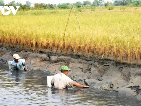 Vụ lúa sạch ST24, ST25 bí đầu ra: Chuỗi liên kết dễ gãy và chuyện hài hòa lợi ích