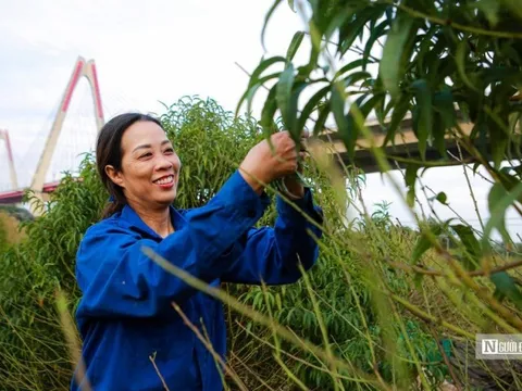 Làng đào Nhật Tân hối hả vào vụ Tết Nguyên đán 2023