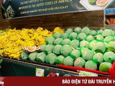 Bưởi Việt Nam lên kệ siêu thị Mỹ