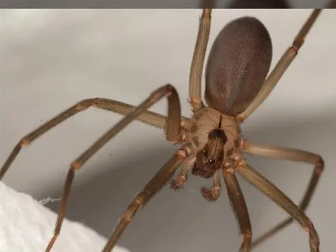 Bệnh lạ: Hai người bị phá hủy hệ miễn dịch sau khi bị nhện nâu cắn