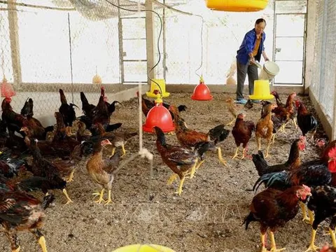 Tiền Giang: Giá gà thịt giảm, người nuôi thua lỗ