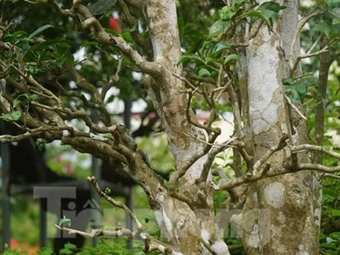 Mục sở thị cây chè cổ thụ hàng chục triệu đồng chơi Tết sớm