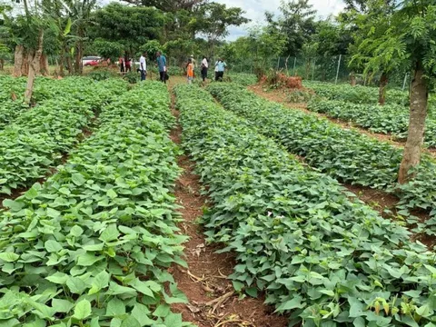 Mặt hàng này dự kiến giúp nông dân tại Nhật Bản “đổi đời”, hóa ra là loại đặc sản Việt Nam cũng vô cùng dồi dào