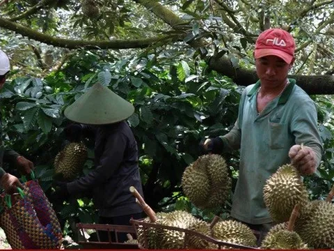 Chặt phá cây trồng khác trồng sầu riêng: Lo ngại phát triển nóng và hệ lụy