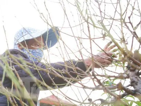 Người Nhật Tân hối hả 'xuống lá' đào chuẩn bị đón Tết Nguyên đán