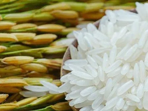 Gạo đặc sản Campuchia giành giải nhất cuộc thi gạo ngon thế giới