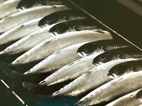 Sôi động thị trường hải sản cao cấp Na Uy phục vụ thực khách Việt sành ăn