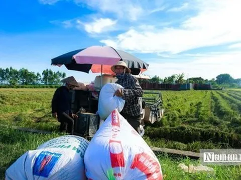 Thị trường nông sản tuần qua: Giá lúa, gạo biến động trái chiều
