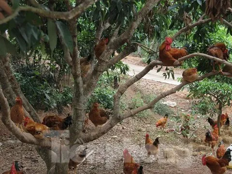 Thấp thỏm chờ giá bán lợn, gà dịp Tết