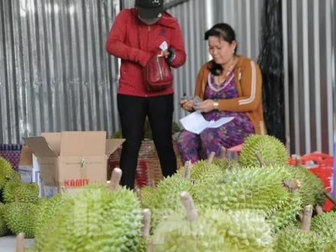 Xuất khẩu sầu riêng sang Trung Quốc: Điều tra gian lận, nhập nhèm mã vùng trồng