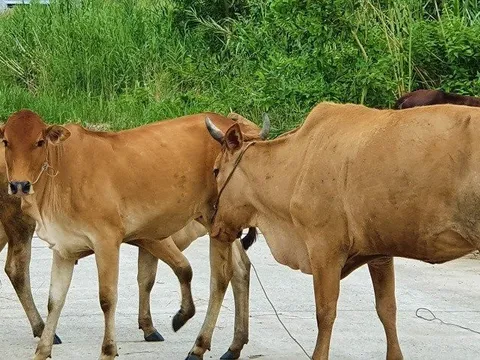 Kiểm soát chặt tình trạng vận chuyển trâu, bò qua biên giới