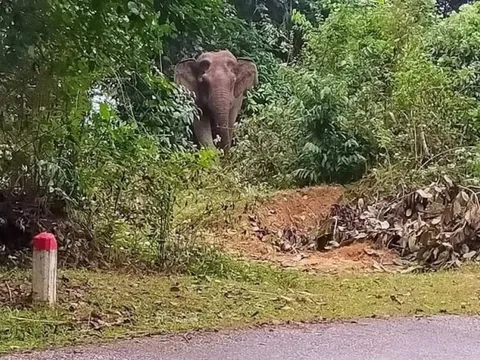 Nghệ An: Voi rừng xông vào nhà trong đêm, 2 vợ chồng tá hỏa bỏ chạy