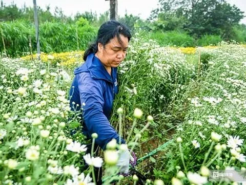 Người dân tất bật thu hoạch cúc họa mi cuối vụ
