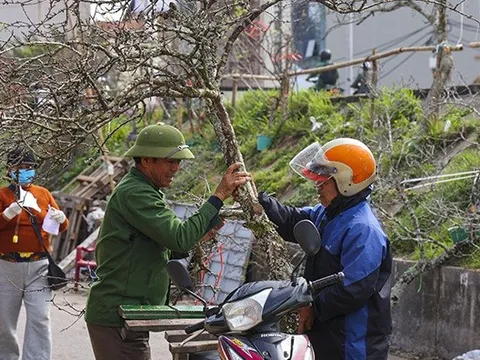 Hoa lê, hoa mận rừng xuống phố phục vụ người dân Thủ đô đón Tết sớm