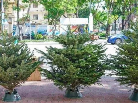 Chi tới 60 triệu đồng mua 'thông đi máy bay' chơi Noel