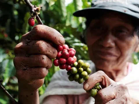 Suy thoái gây trở ngại cho toàn ngành nhưng vì sao đây mới là cơ hội bứt phá cho cà phê Việt Nam?