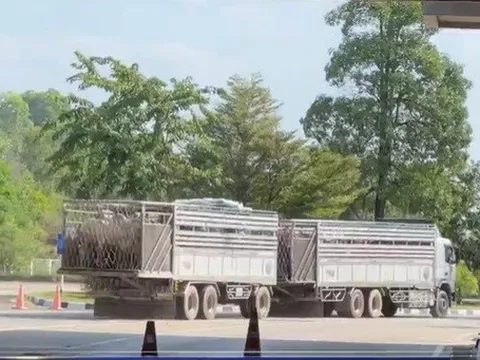 Hành trình bò nhập khẩu “3 không” xâm nhập nội địa