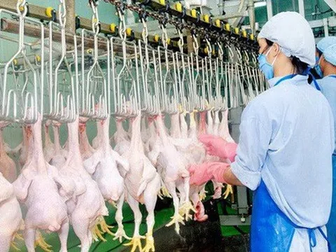 Việt Nam nhập hơn 200.000 tấn thịt gà, kiến nghị hạn chế nhập khẩu gà đông lạnh