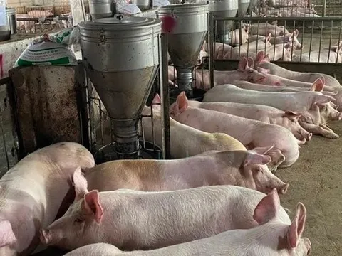 Sản lượng heo ăn chuối của Bầu Đức lập đỉnh mới, mỗi ngày bán 1.259 con