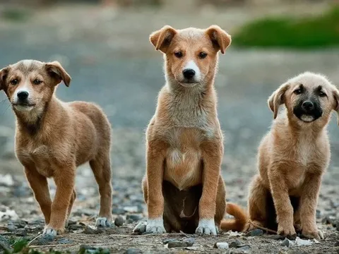 Nhiều người Việt Nam phản đối buôn bán thịt chó mèo