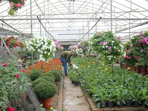 Thị trường cây cảnh Tết Quý Mão: Sức mua chậm, hàng nhập khẩu giảm 80% so với các năm trước