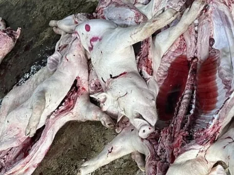 Đồng Nai: Phát hiện một cơ sở giết, mổ heo chết