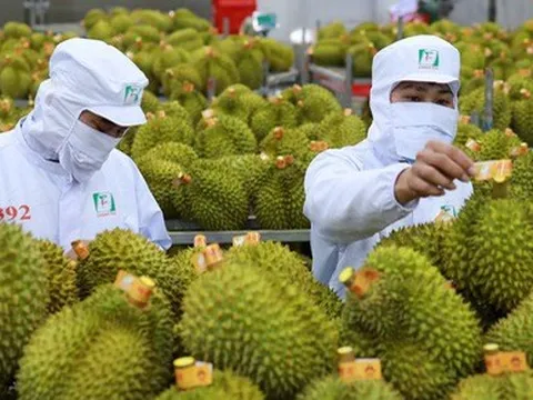 Doanh nhân Trung Quốc 'mách nước' 5 bí quyết để xuất khẩu trái cây Việt Nam vượt qua Thái Lan