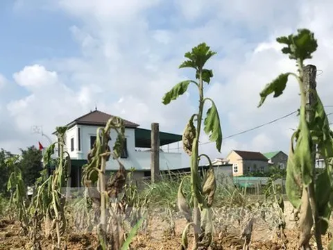 Ruộng hoa chết rũ sau mưa lũ, chủ vườn lo mất Tết