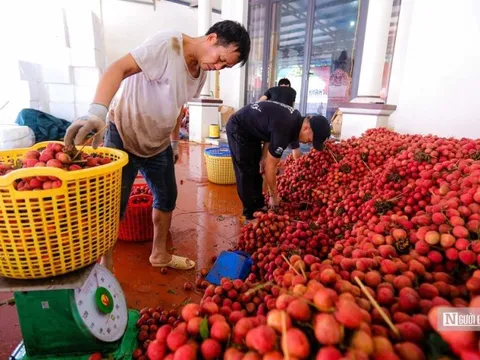 Thương nhân Việt Nam còn chậm khi tìm hiểu thị trường Trung Quốc