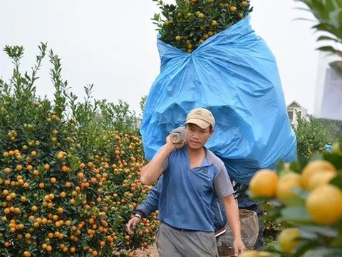 Cơn mưa "vàng" cho người trồng quất Tết