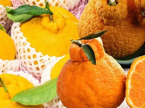 Các loại quýt được bán ở Việt Nam, có loại tiền triệu vẫn được người tiêu dùng yêu thích