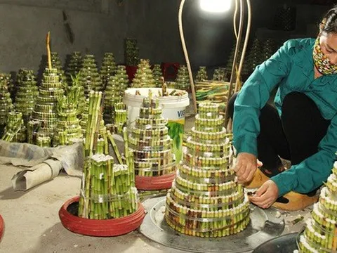 Làng ‘phát lộc’ lo mất Tết vì cây chết hàng loạt