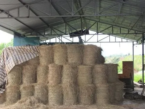 Xót xa chợ tiền tỷ thành nơi nuôi gà, nuôi ong, bỏ rơm...