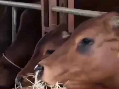 Tình trạng bò nhập ngoại khiến người chăn nuôi "điêu đứng"