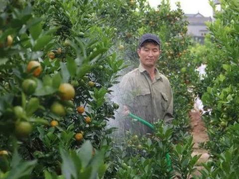 Thủ phủ hoa, cây cảnh ở Hà Nội tất bật vào vụ Tết