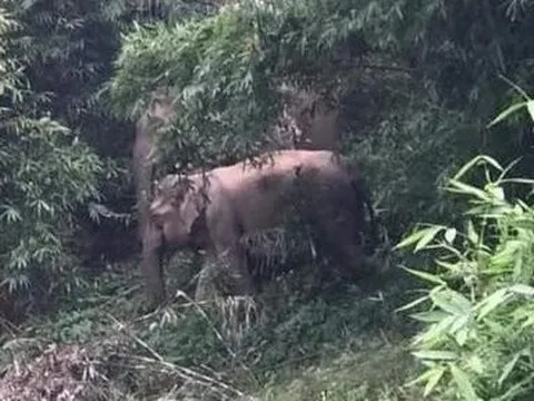 Nghệ An: Voi rừng tiếp tục về nhà dân, giật tung cửa sổ bếp để lục tìm thức ăn