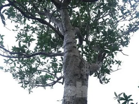 Chiêm ngưỡng cây mộc hương 'khủng', khách trả gần 2 tỷ đồng chủ vườn vẫn chưa bán