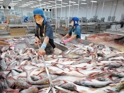 Cá tra xuất sang Trung Quốc đang tăng vọt đột ngột lao dốc