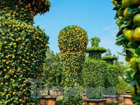 Độc đáo vườn quýt 'khủng' tạo dáng cúp vàng World Cup sẵn sàng đón Tết