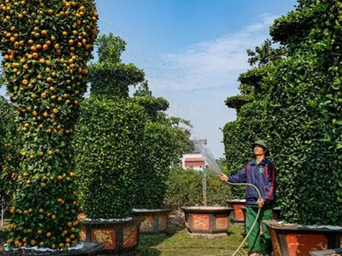 Hàng độc chơi Tết: Quýt cảnh khổng lồ cao 3,2m hình cúp vàng World Cup