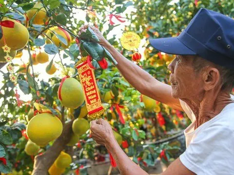 Bưởi Diễn vàng ửng, lúc lỉu quả Nam tiến, giá hàng chục triệu đồng