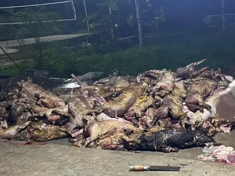 Hỏa hoạn trong đêm, hơn 1.000 con lợn bị chết cháy