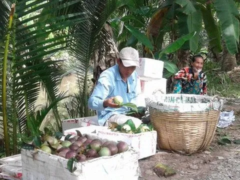 Vú sữa tím Sóc Trăng xuất khẩu sang Mỹ