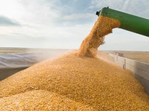 Liệu giá ngô, lúa mì có bước vào xu hướng tăng mới vào quý I/2023 như 2 năm vừa qua?