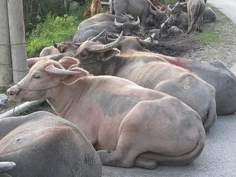 Tăng cường kiểm soát vận chuyển trâu, bò qua biên giới