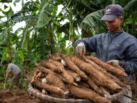 Trồng củ cọc, nông dân bãi giữa sông Hồng thu hàng trăm triệu đồng mỗi năm