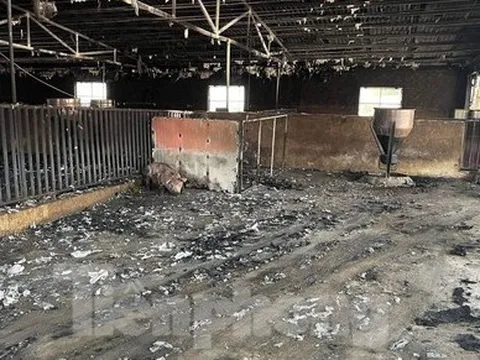 Cảnh tan hoang ở trang trại lợn hơn nghìn con bị lửa thiêu