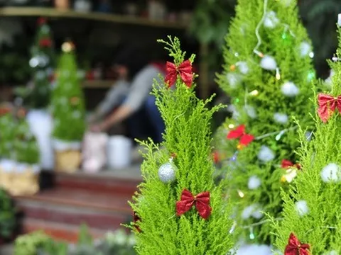 Hà Nội: Người dân thích thú với 'cây thông Noel tí hon' bày bán dịp Giáng sinh