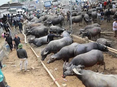 Kiểm soát vận chuyển, buôn bán trái phép trâu bò qua biên giới